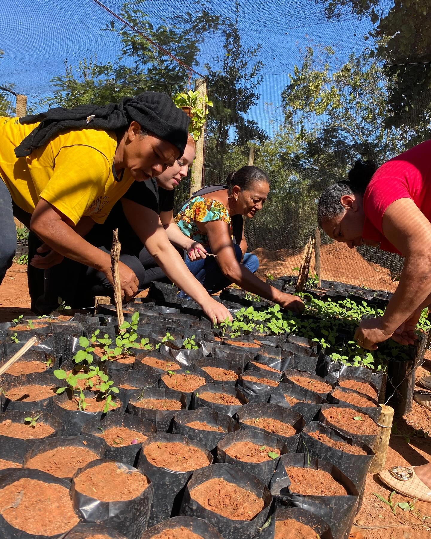 Restauração em Mutirão: Cultivando o Futuro com Povos Tradicionais na COOPERUAÇU