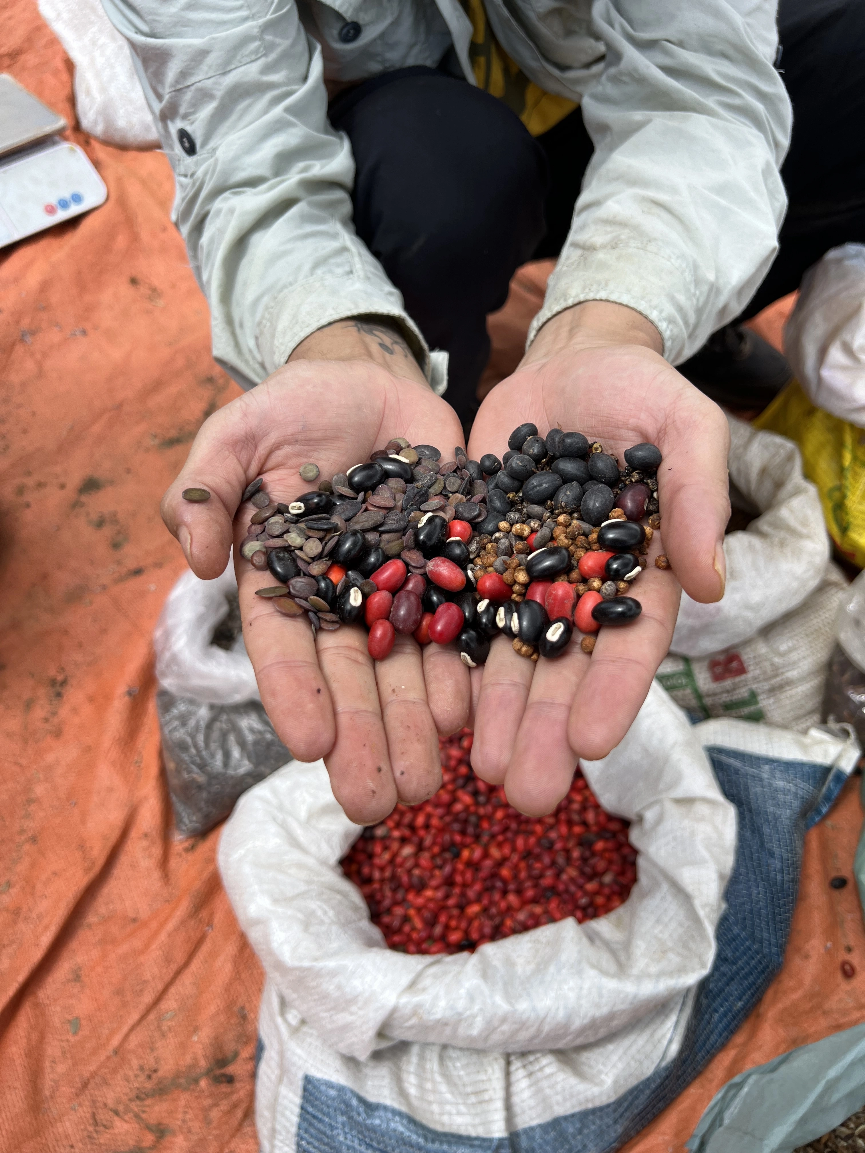 Mãos segurando uma diversidade de sementes nativas do Cerrado